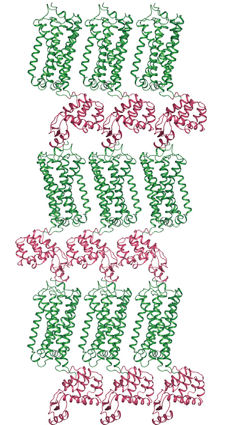 Кристалл СВ2 / Источник: Xiaoting Li et al., Cell, пресс-служба МФТИ