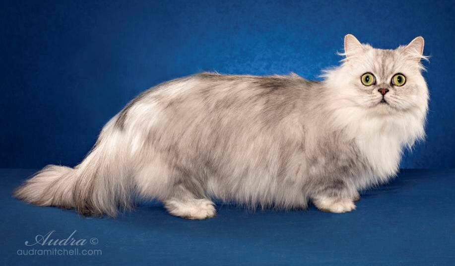   10 место. Наполеон - карликовая порода кошек,  выведенная путем скрещивания манчкинов  и персидских кошек.  Получилась очень пушистая, но коротконогая миниатюрная кошка.