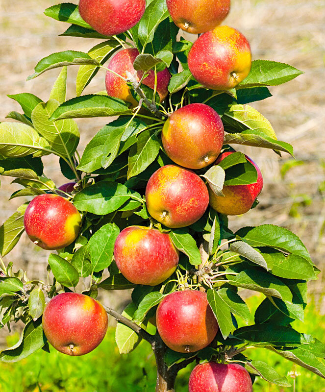 Преимущества выращивания карликовых яблонь