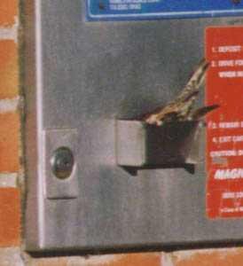 Птица полезла внутрь, чтобы взять деньги !!