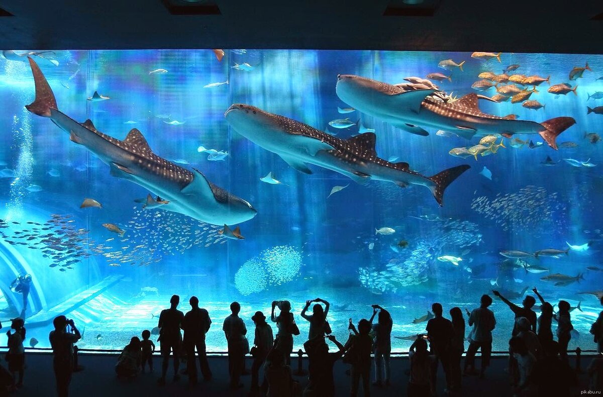 10 самых удивительных аквариумов мира
