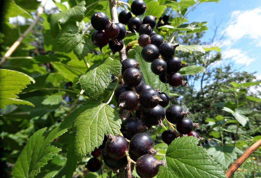 Обрезка смородины. Смородина куст. Смородина садовая куст. Кусты смородины в сентябре. Кусты смородины в сентябре.