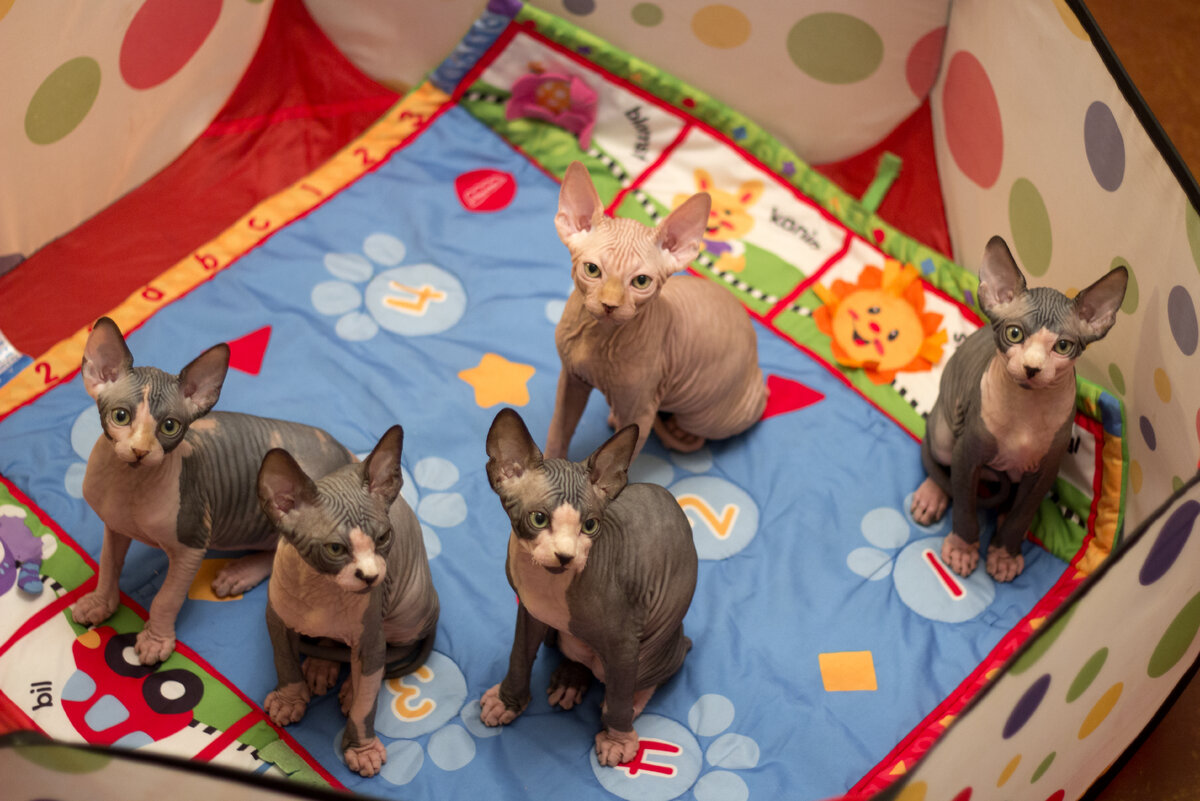 Это первые детишки Геллы