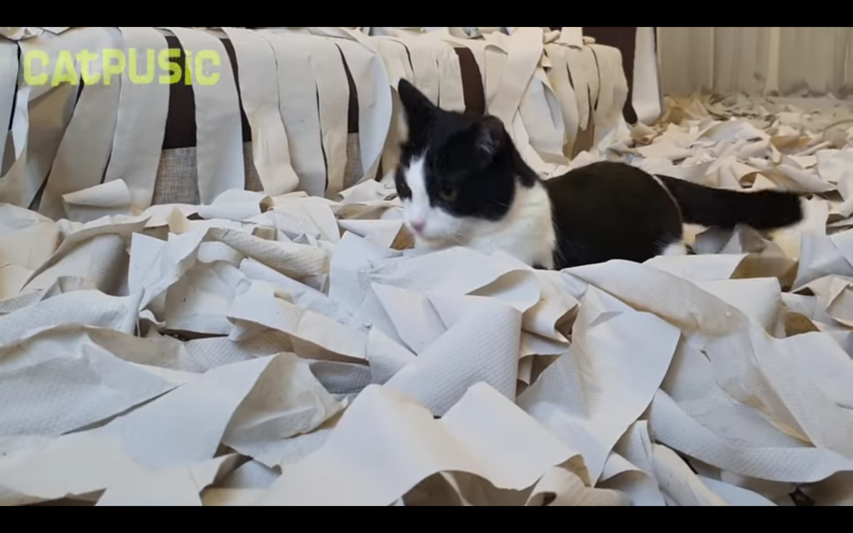 кот с бумажками. глаза кота нарисовать. приколы про кошек. смешная мордашка котика. кот с бумажками.