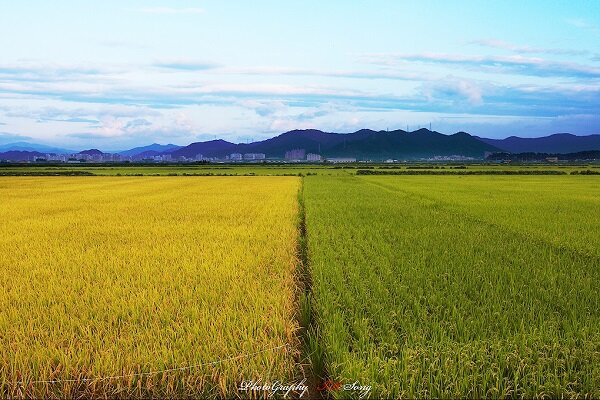 Полей много, работать некому