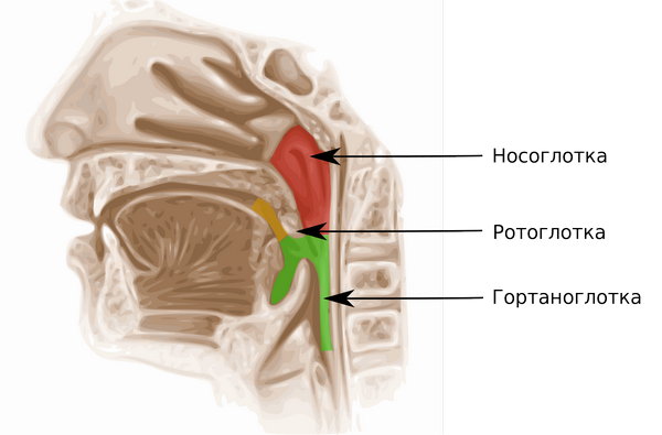 Верхние дыхательные пути. Храп появляется из-за нарушений в носоглотке и ротоглотке
