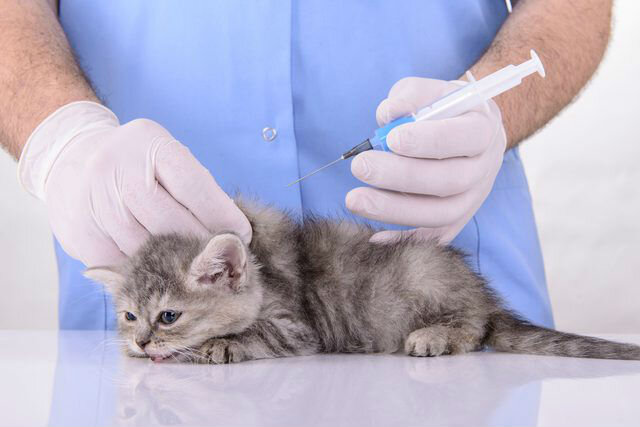 Прививки для котенка - какие необходимо делать, график вакцинации | Лапа  помощи | Дзен