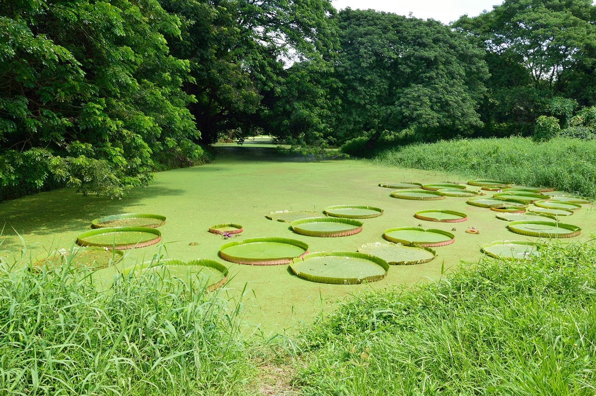 Самая зеленая картинка в интернете