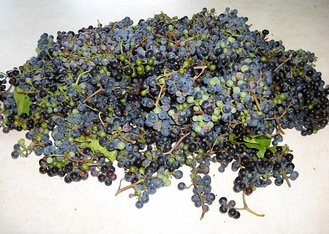  Чтобы приготовить чачу с насыщенным ароматом и пикантной кислинкой, вам потребуется виноград, имеющий повышенную кислотность. Для этого как нельзя лучше подойдут чуть недозревшие ягоды винограда, выращенные в Крыму и в Краснодарском крае