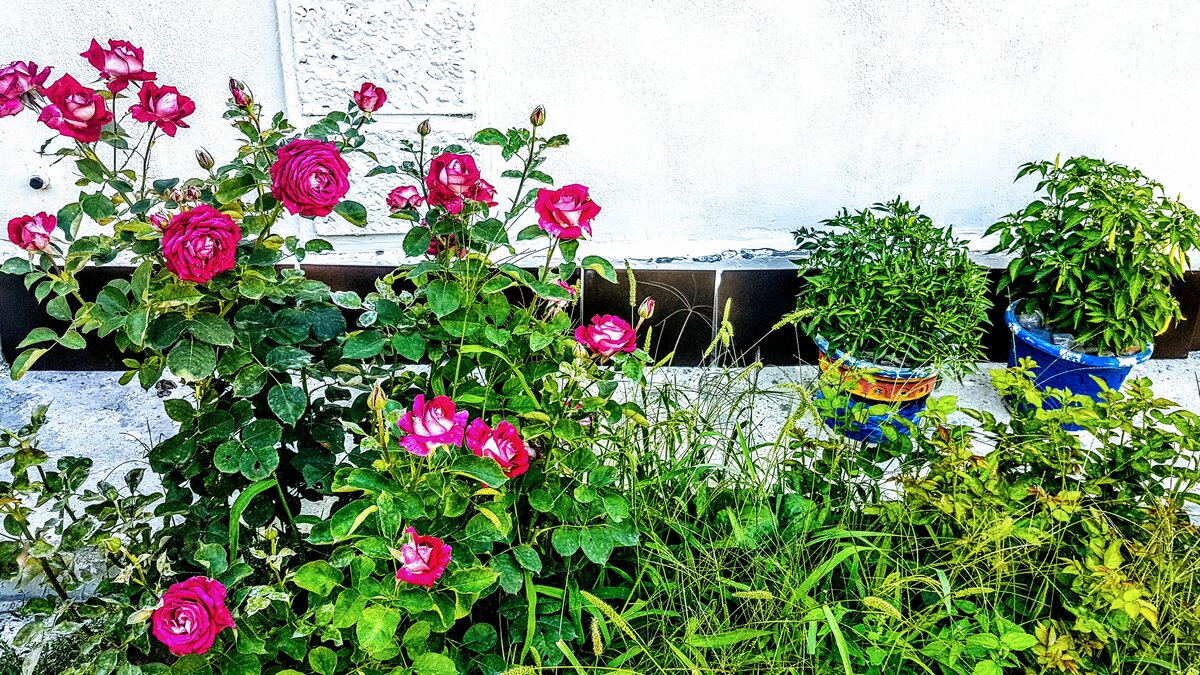 Два горшка жгучего перца разных сортов летом растут у южной стены нашего дома. Фото Е.Миговой