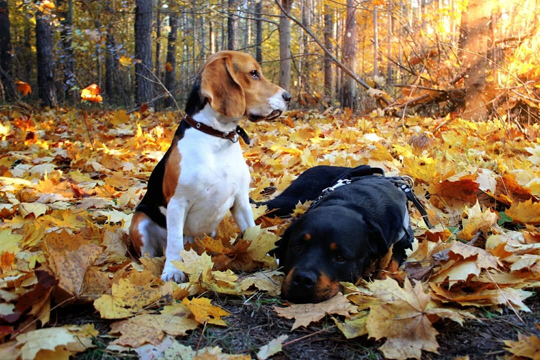 Больше фотографий и историй @story_pets