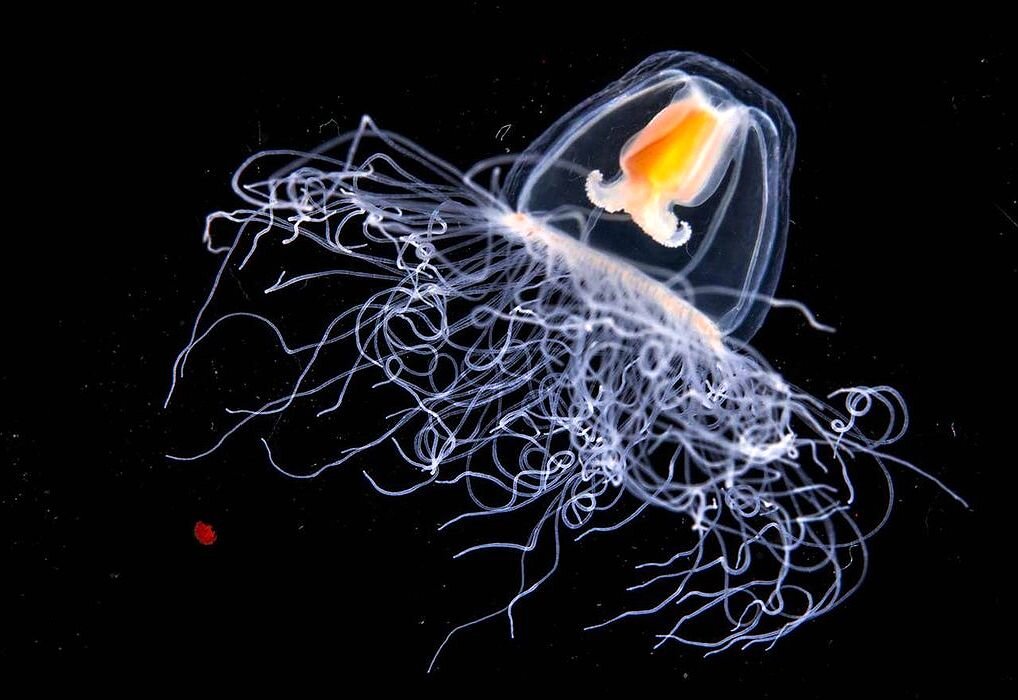 милое создание,которое не умирает естественной смертью