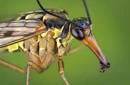 Скорпионовая муха