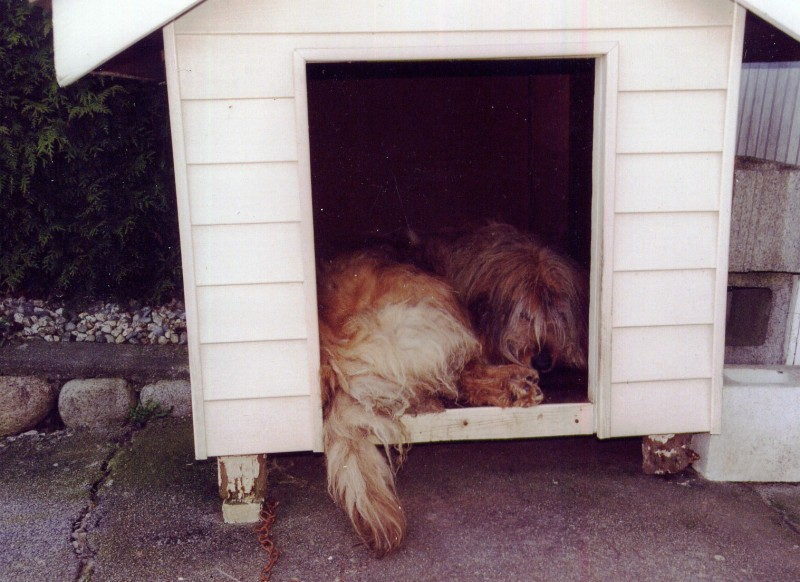 Kennel. Собака с конурой. Дог хаус. Сторожевая будка. Будка для собаки для детей.