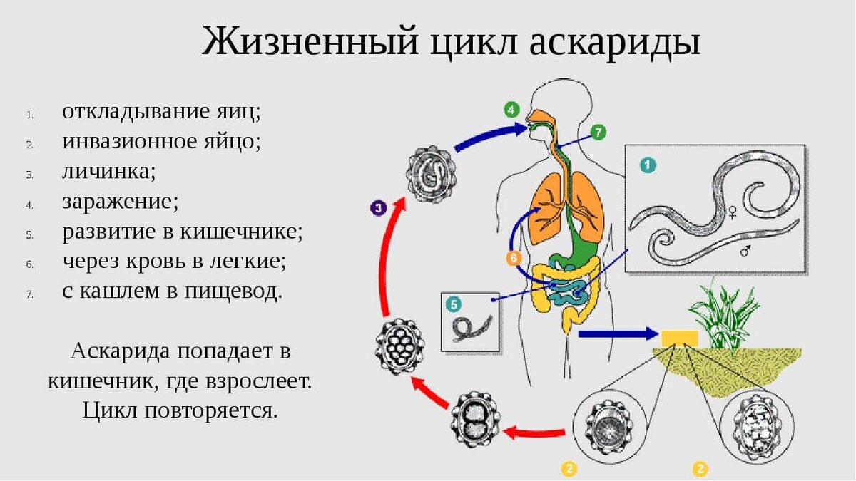 Аскаридоз у взрослых – симптомы и лечение, профилактика