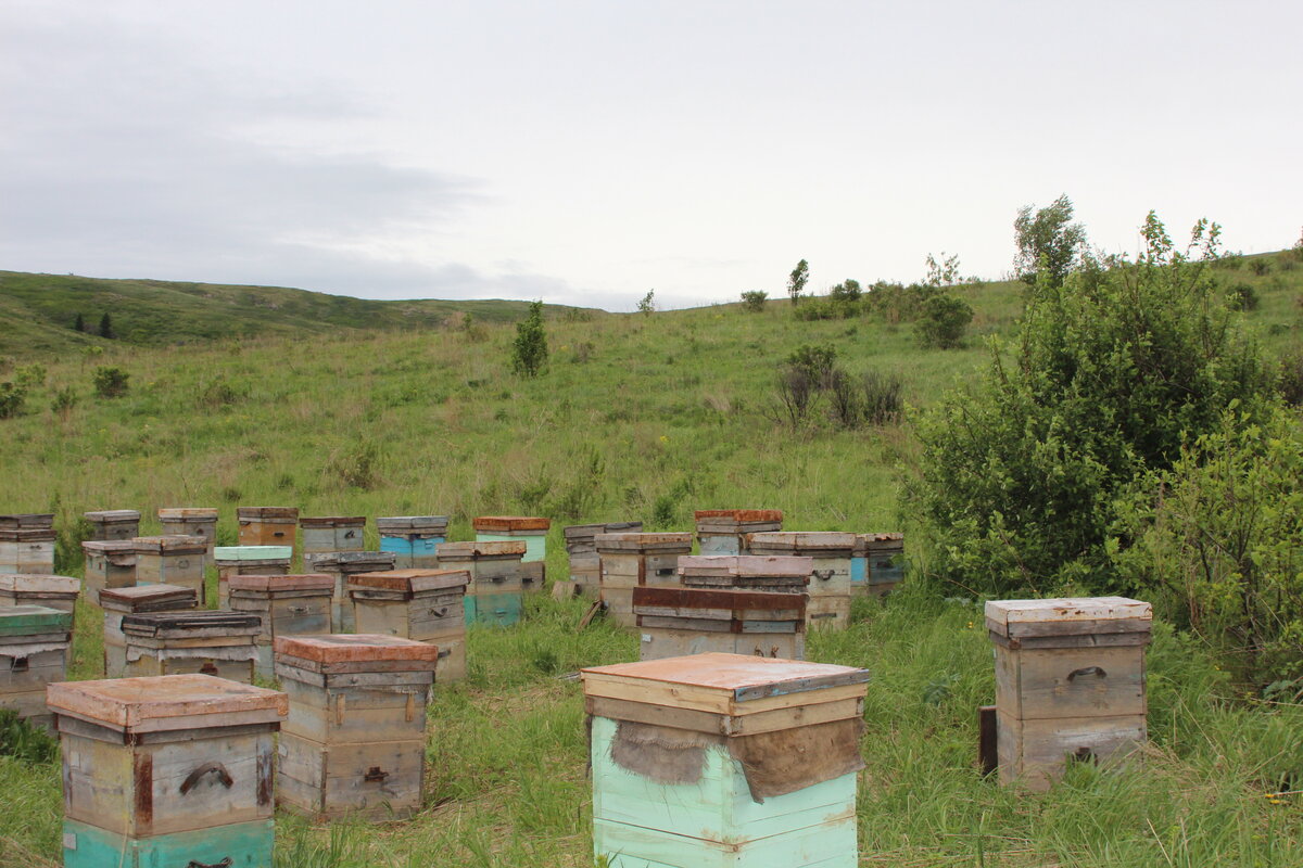 ГОРНО-СТЕПНОЕ РАЗНОТРАВЬЕ (Темное) В составе нектар трав:
Синяк, мордовник, девясил, гречка, подсолнух,
лобазник, малина, сурепка.
Полезные свойства:
Общеукрепляющее средство, способствует
формированию иммунитета. Полезен при
заболеваниях печени, расстройствах кишечника. Его
прописывают при простудных и легочных
заболеваниях. Применяется и при бессоннице,
стрессах, так как обладает успокоительным
действием.