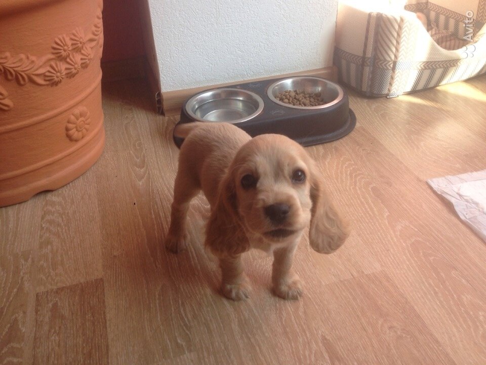 Лиса.Фотография с объявления.