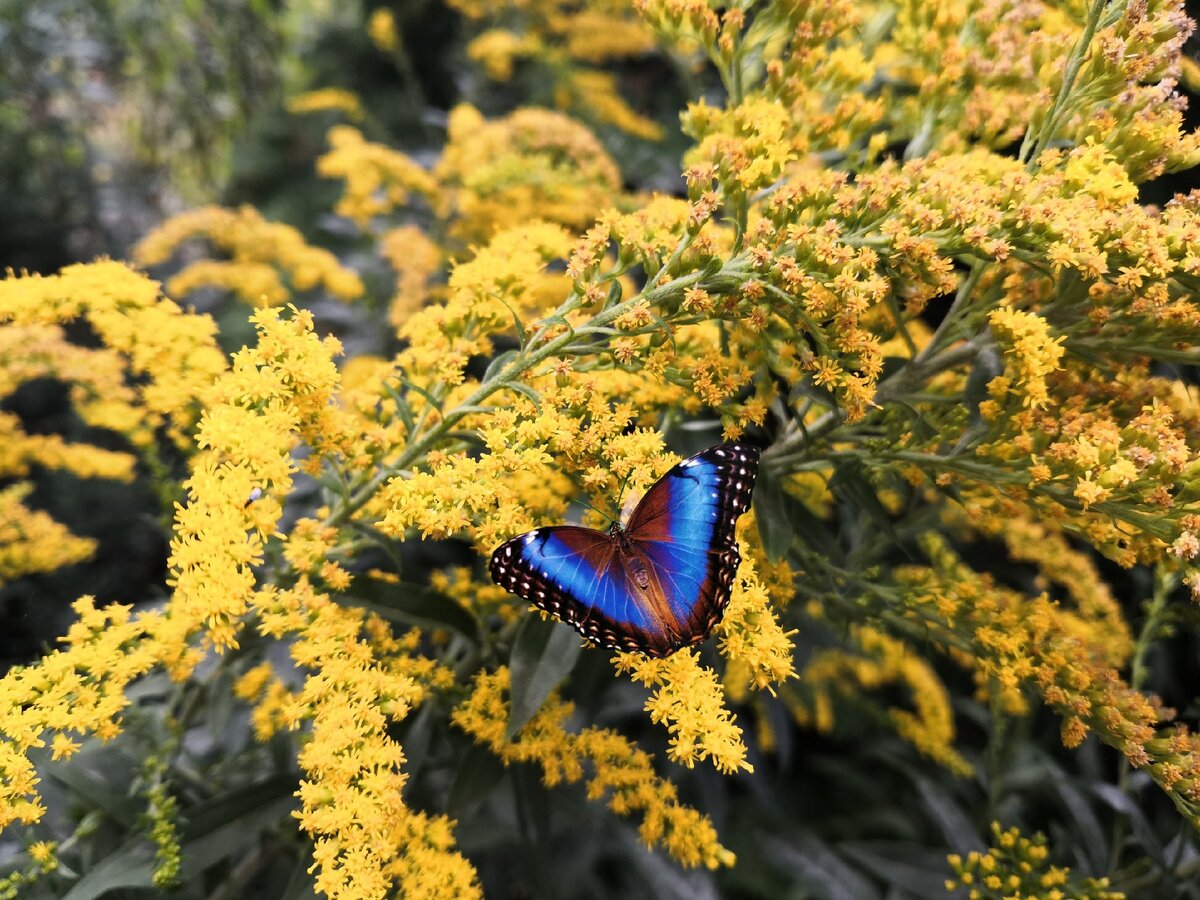 Источник фото instagram @botanik_om 