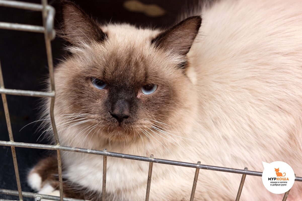 Кошки москва. Кошачий приют Муркоша. Приют Муркоша котята. Приют для кошек в Москве Муркоша. Приют для кошек в Москве.