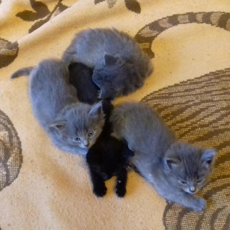 Фото из Яндекс Картинки