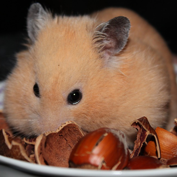 https://pixabay.com/photos/goldhamster-hamster-animal-nuts-943374/