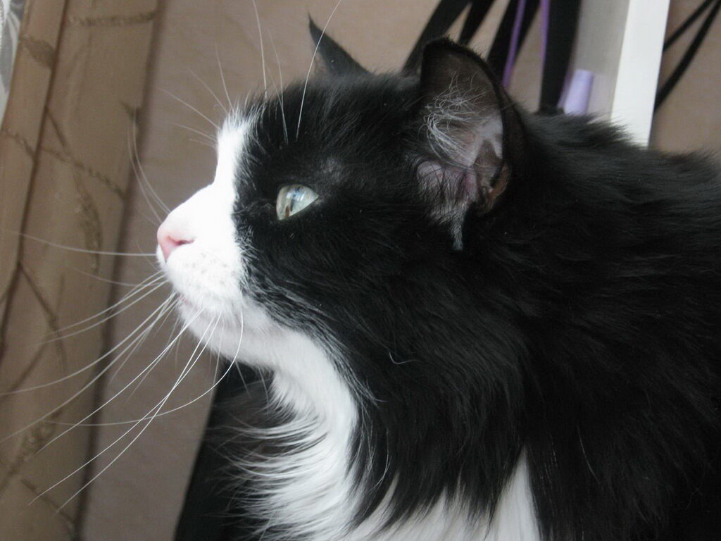 Кот черно белый пушистый фото