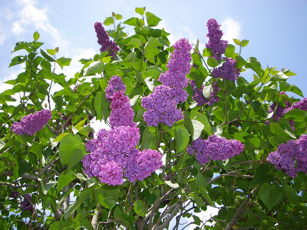 Минимальный уход и обслуживание: секреты легкого ухода за сиренью на отдельном участке возле ограды