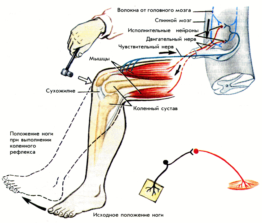 Рефлексы сработали. Рефлекторная дуга двигательного рефлекса. Рефлекторная дуга разгибательного коленного рефлекса. Локтевой разгибательный рефлекс рефлекторная дуга. Дуга коленного рефлекса схема.