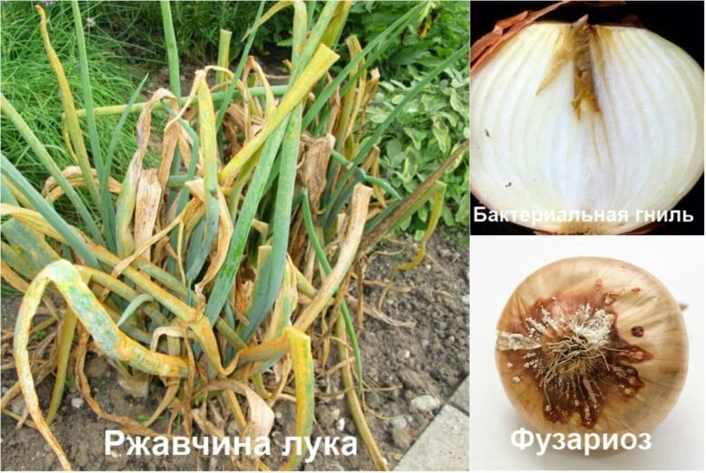 Болезни лука репчатого фото описание и лечение Лук-шалот: уход, сроки посадки, борьба с вредителями SadGrad.ru Дзен