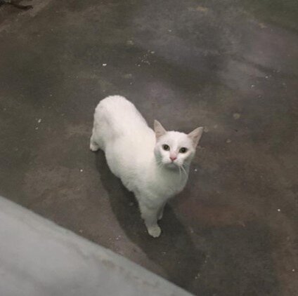 Тот самый котик из подъезда