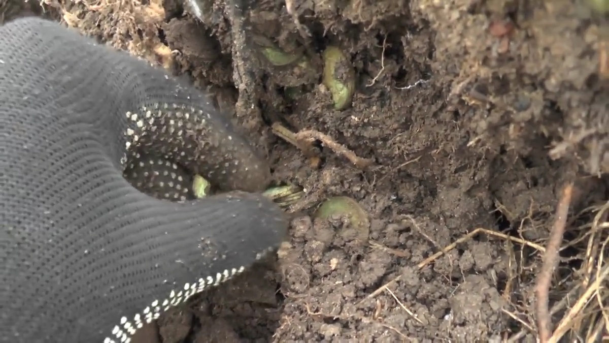 Притаились монетки в земле.Клад!