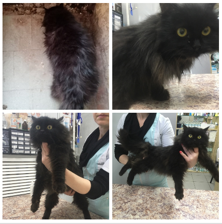 Пузырик в малосемейке Нефтекамска, просит о помощи, и в клинике Перми до стрижки. 