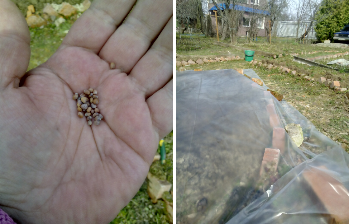 Семена и закрытая грядка пленкой после высадки