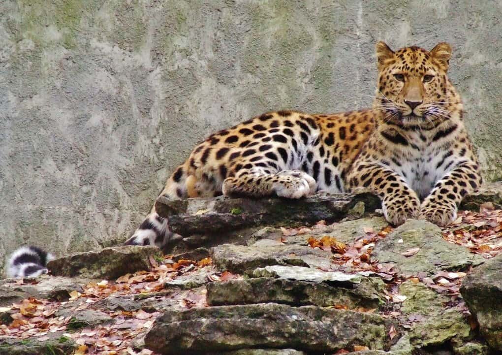 Рыжий леопард. Амурский леопард. Уссурийский леопард. Дальневосточный леопард красная книга.