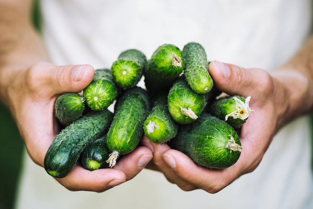 Тонкости выращивания огурцов