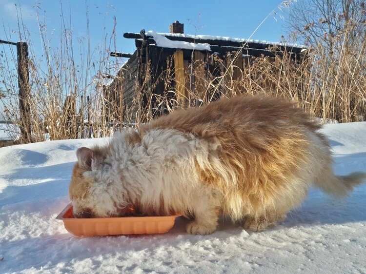 Рыжик. Источник фото: Светлана Ципровская