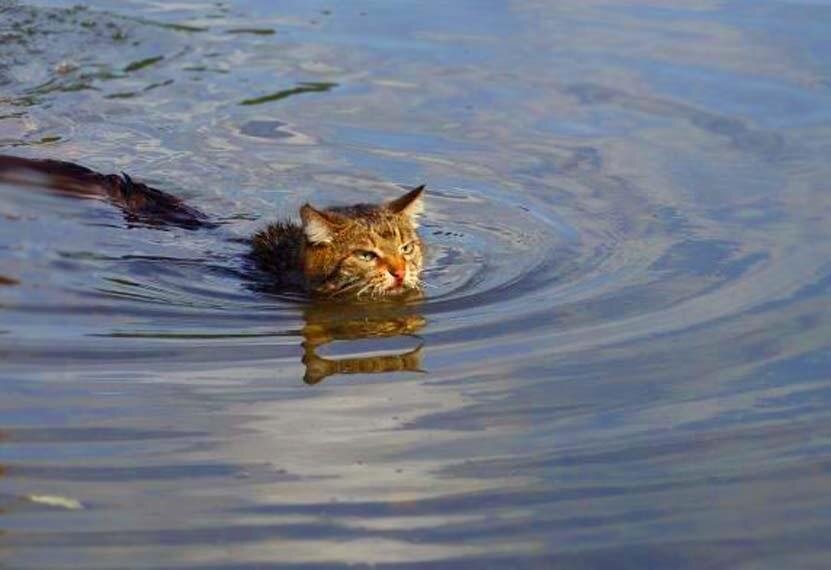Кошки в озерах. Кот плавает. Кот плывущий по реке. Речные котики. Кошка у реки.