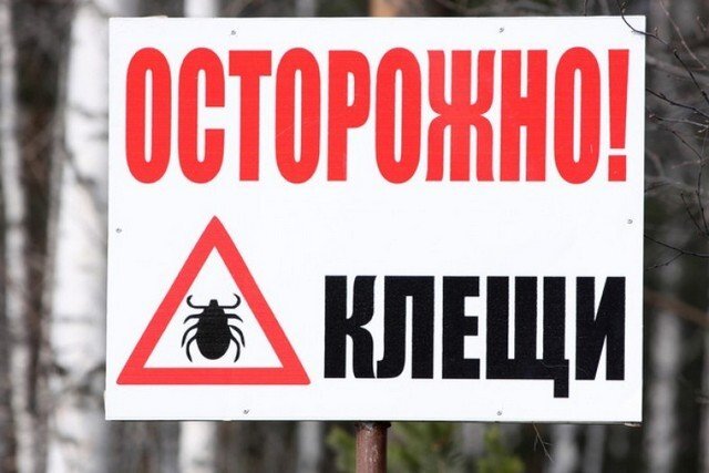 Изображение получено из открытых источников