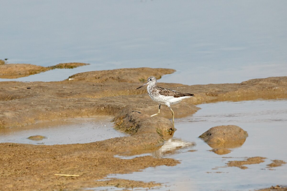 Большой улит