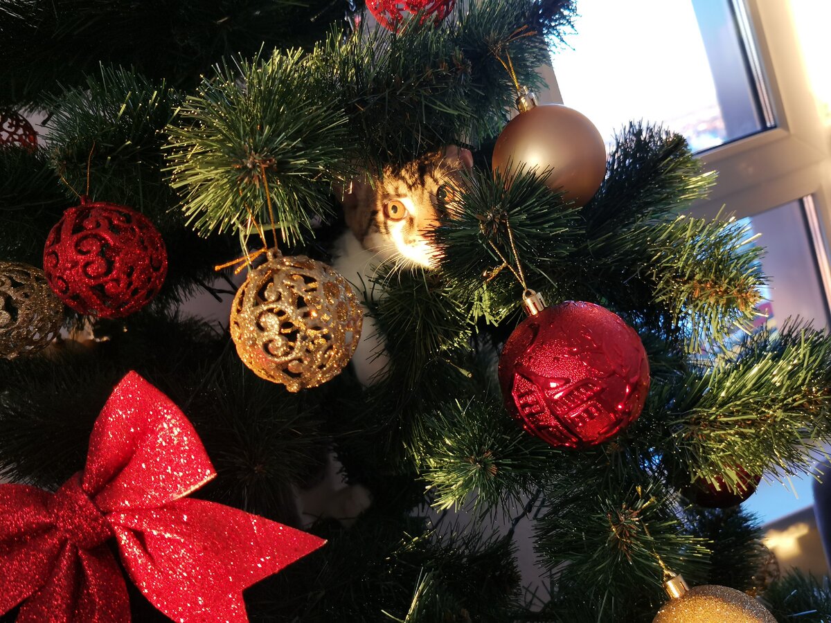 Кот забрался на ёлку