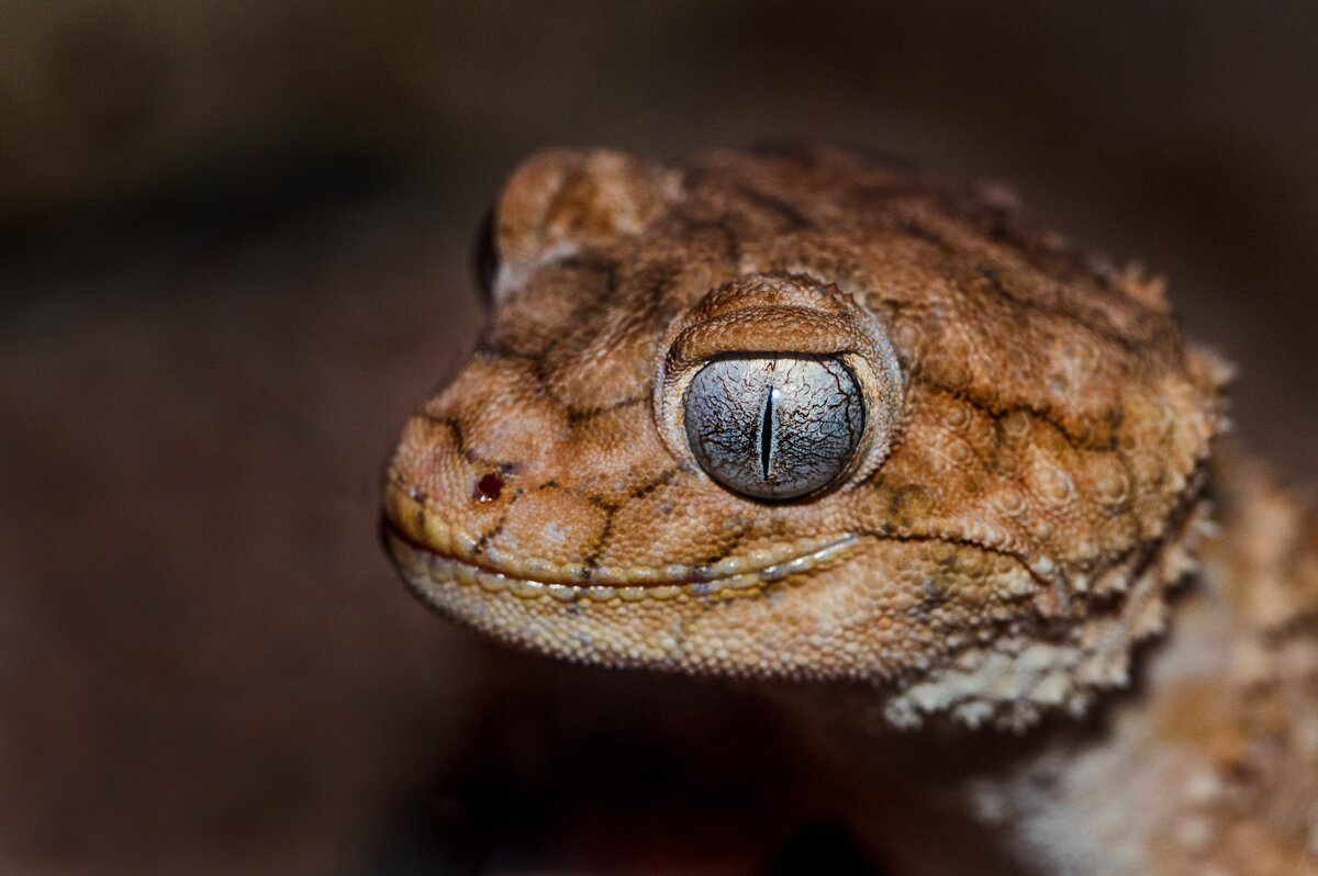 Фото: @davidclode