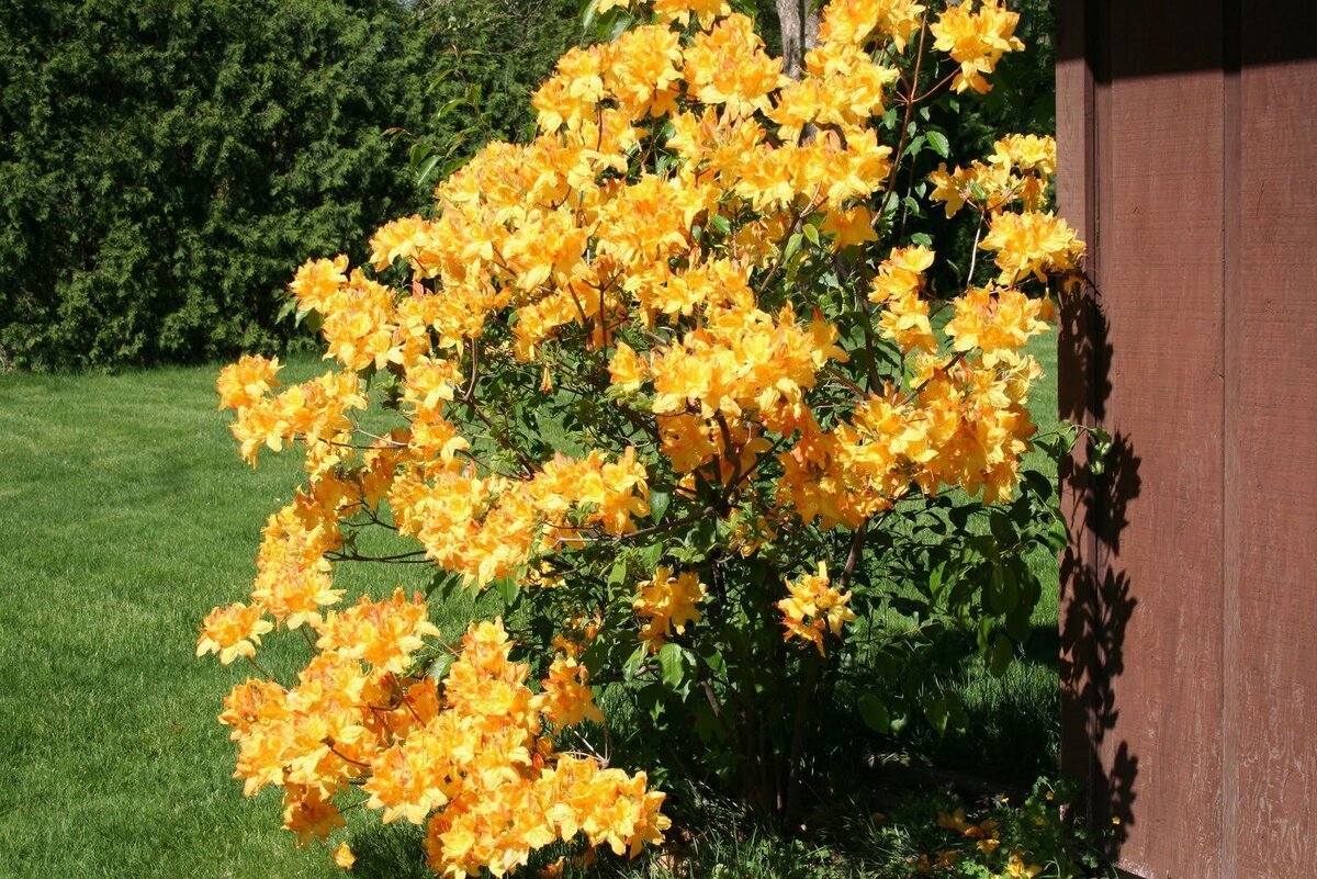 Рододендрон Голден Лайтс