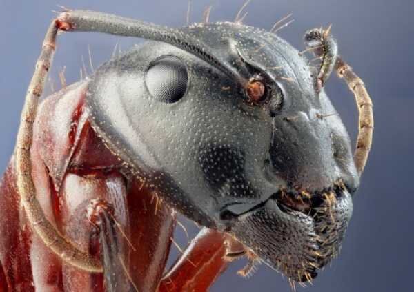 Разведение муравьев в домашних условиях