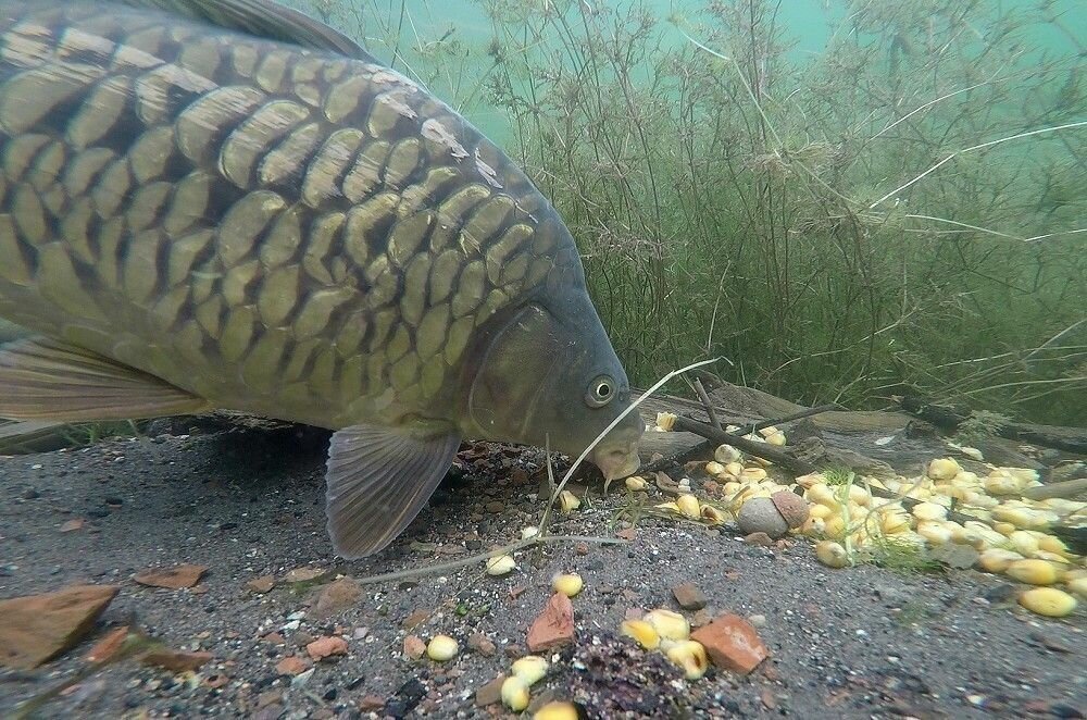 Фото с сайта: https://avatars.mds.yandex.net