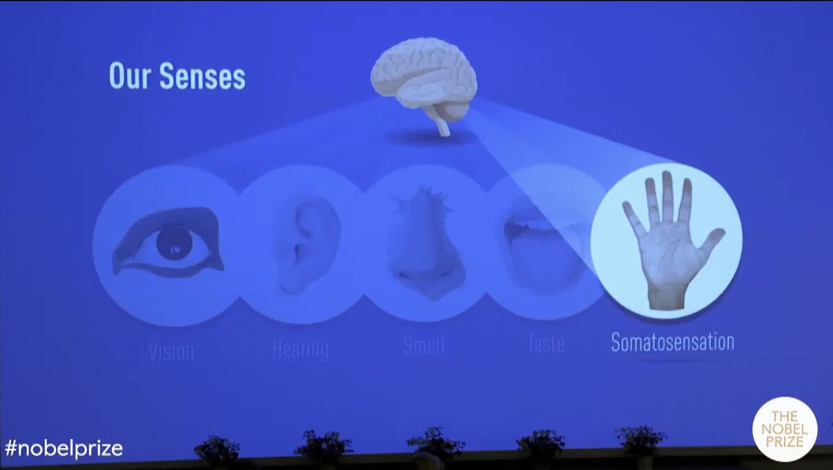 Наши органы чувств. Credit: YouTube, screenshot