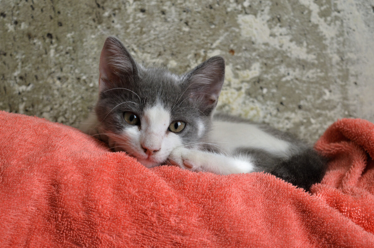 Вот эта фотка у нас на аватаре канала "Бося Куцехвостик".