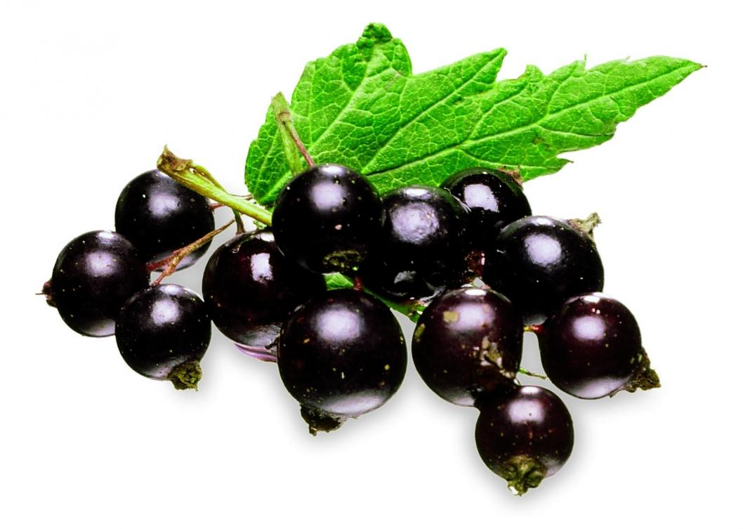 Black currant. Черносмородина. Смородина чёрная. Смородина для детей. Черная смородина на белом фоне.