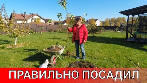 Советы для дачи. Полезные советы по саду и огороду