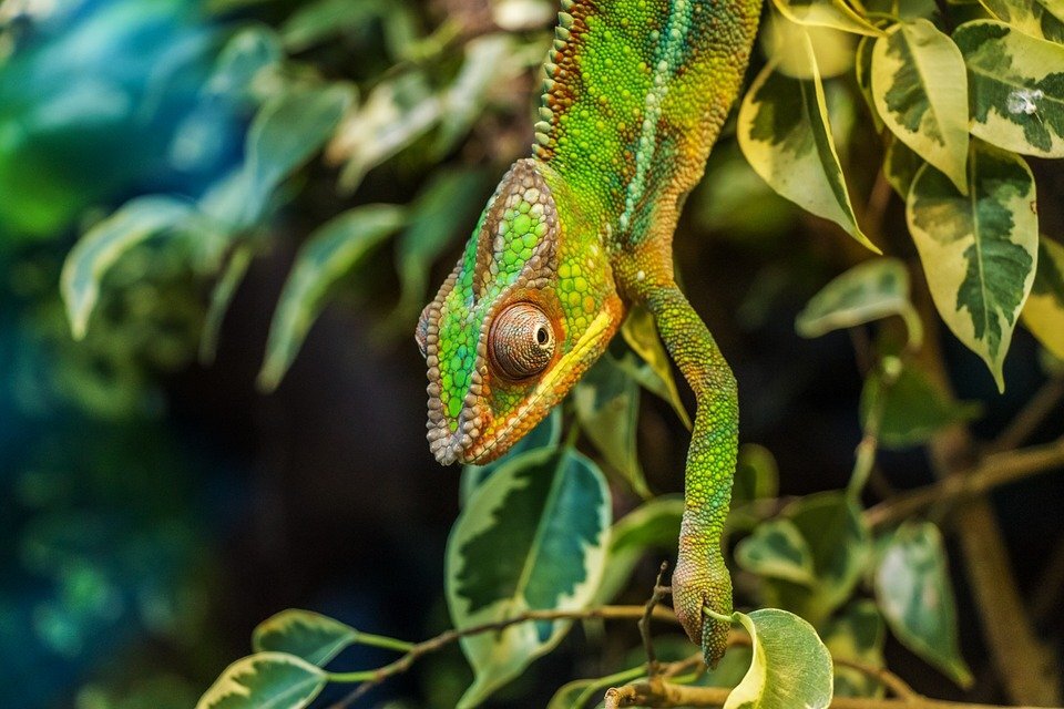 https://cdn.pixabay.com/photo/2014/07/05/17/30/chameleon-384964_960_720.jpg