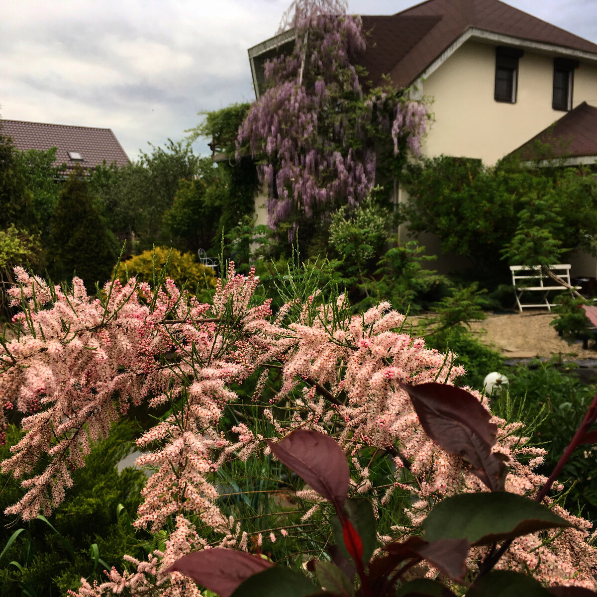Яблоня роялти, тамарикс, глициния. Весеннее цветение.